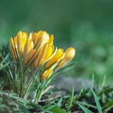 Yellow, Flowers, cluster, crocuses