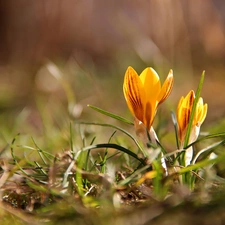 Yellow, crocuses