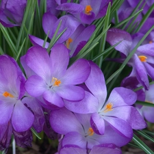 crocuses