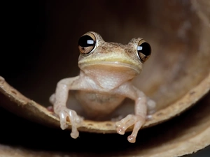 amphibian, strange frog, Cuban tree frog