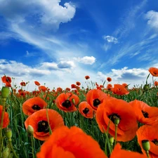 cultivation, papavers, Sky