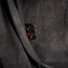 dog, muzzle, curtain, Dachshund Shorthair