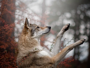 Czechoslovakian Wolfdog, dog, muzzle, paws, Bush, leaves, trees, viewes, forest