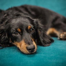 Black, dog, green ones, background, tan, long-haired Dachshund