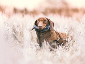 grass, White frost, dachshund, clothes, dog