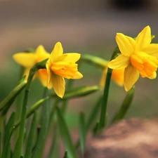 Daffodils