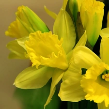 Daffodils, Yellow, Flowers