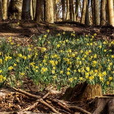 forest, Daffodils