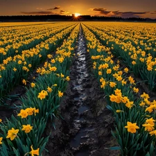 Daffodils, west, sun