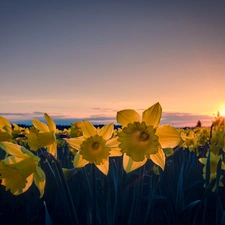 Daffodils, west, sun