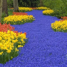 Daffodils, Tulips, many, flowers, forest