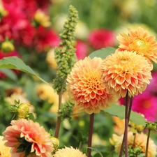 dahlias