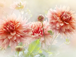 dahlias, Flowers, Buds