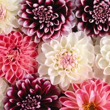 dahlias, Flowers, color