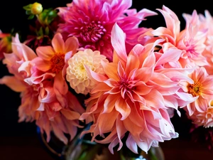dahlias, bouquet, Flowers
