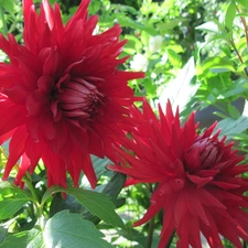 Red, dahlias