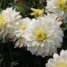 White, dahlias