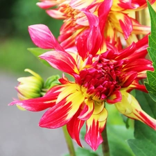 dahlias