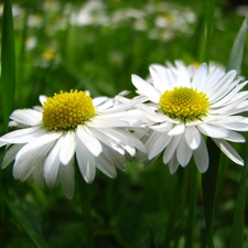 daisies