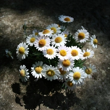 Chamomile Common