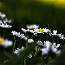 daisies