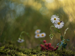 Flowers, bee, blur, daisies