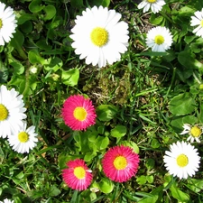 daisies, White, Pink