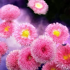 Pink, daisies