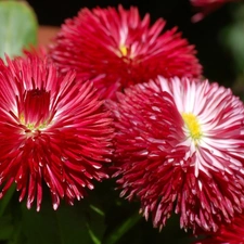 Red, daisies