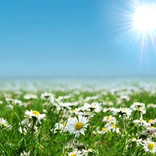 daisies, rays, sun