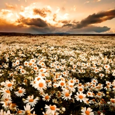 car in the meadow, Daisies