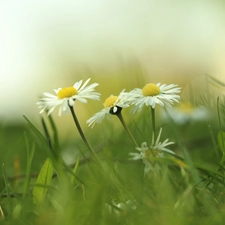White, Flowers, grass, daisies