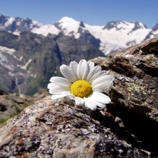 Mountains, Daisy