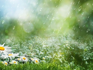 daisy, Rain