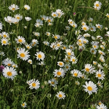 daisy, trefoil, full, flowers, Meadow