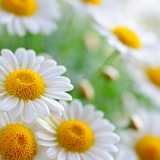 White, daisy