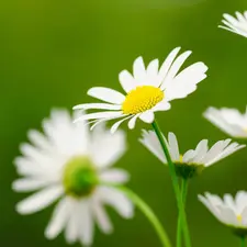 White, daisy