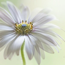 African Daisy, White, Colourfull Flowers