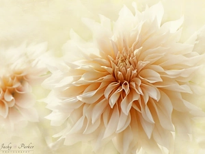 blur, Colourfull Flowers, Dalia