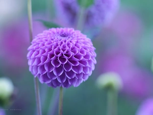 Colourfull Flowers, Violet, Dalia