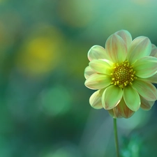 Colourfull Flowers, Yellow Honda, Dalia