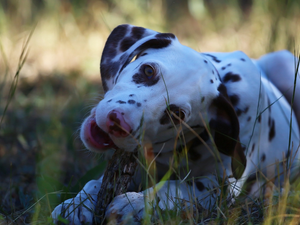 Tree Bark, grass, Dalmatian, muzzle, dog