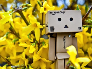 Danbo, Spring, Forsythia