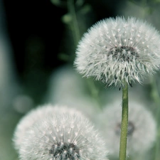 dandelions, Common Dandelion