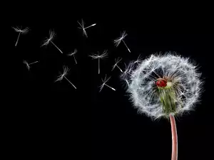 Black, background, Common Dandelion, ladybird, dandelion