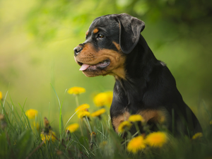 Meadow, dandelion, Puppy, Rottweiler, dog
