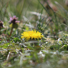 flower, dandelion, sow-thistle, Yellow