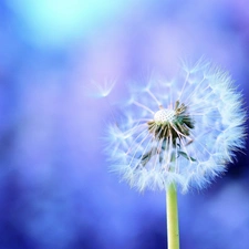 dandelion