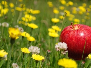 trefoil, dandelions, Apple, grass, Meadow