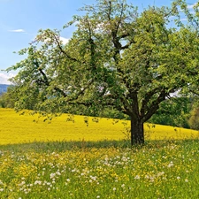 dandelions, Mountains, trees, viewes, Meadow